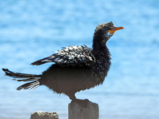 тростниковый баклан в устье реки зандвлей - crested cormorant стоковые фото и изображения