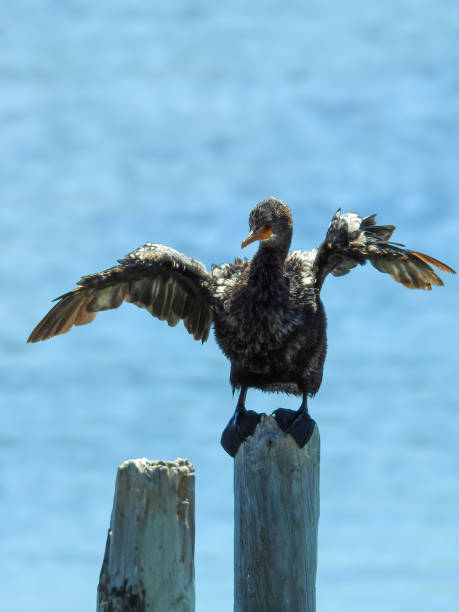 тростниковый баклан в природном заповеднике эстуария зандвлей - crested cormorant стоковые фото и изображения