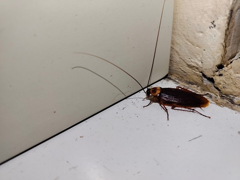 Cockroaches looking for food, germs from dirty food