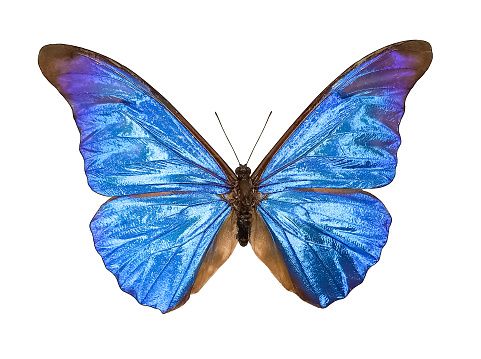 Close up color image depicting a Blue Moon (Hypolimnas bolina) butterfly sitting. Focus is sharp on the butterfly while the background is nicely defocused, allowing room for copy space.