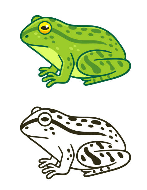 Color and black and white frog drawing Realistic green frog drawing and black and white icon. Cartoon vector clip art illustration. cartoon of a frog black and white stock illustrations