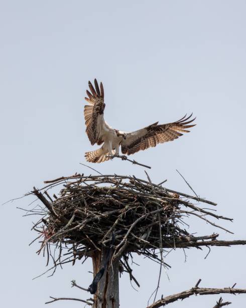 istock An osprey flying while holding a branch to build a nest 1490103104