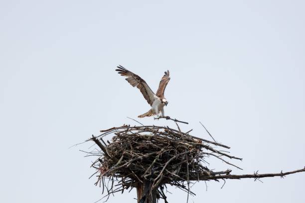 istock An osprey flying while holding a branch to build a nest 1490103108