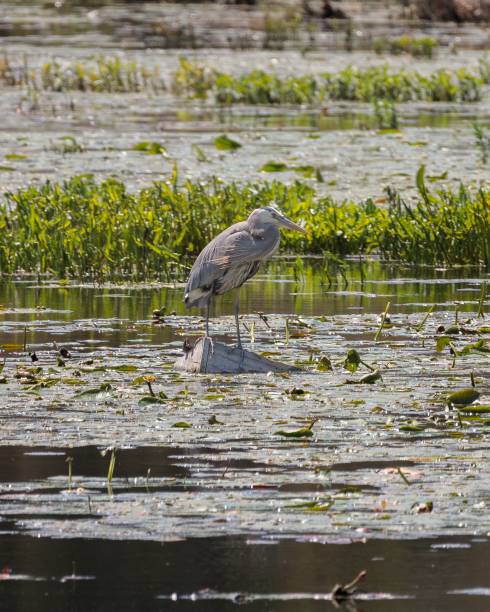 istock A great blue heron (Ardea herodias) standing on a sunken nest box hunting in a marsh 1490103124