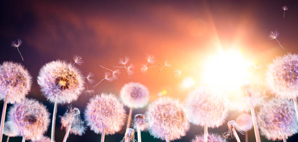istock Field Of Dandelions At Sunset With Flying Seeds 1490103512