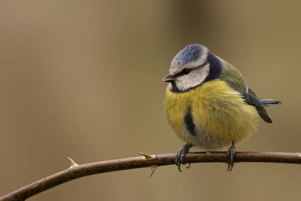 istock Small blue tit perched on a branch of a tree with a softly blurred background 1490103965