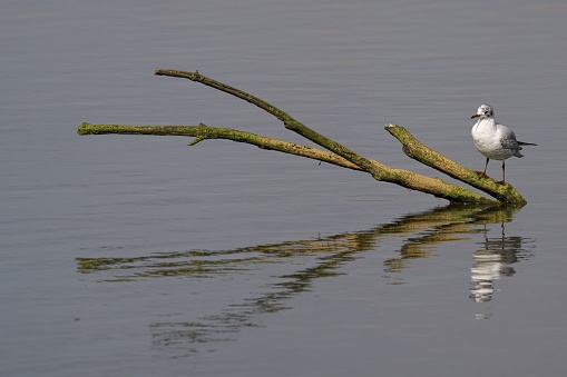 A black-headed gull perched on a branch in a body of water, its reflection visible in the still surface