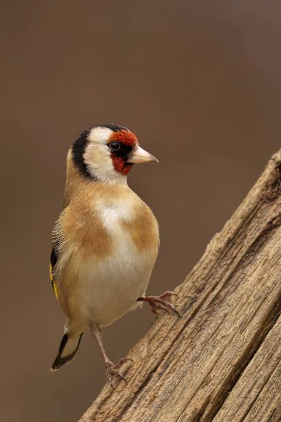 istock Cheerful, small Goldfinch with distinctive red and yellow beak perched atop a tree branch 1490104261