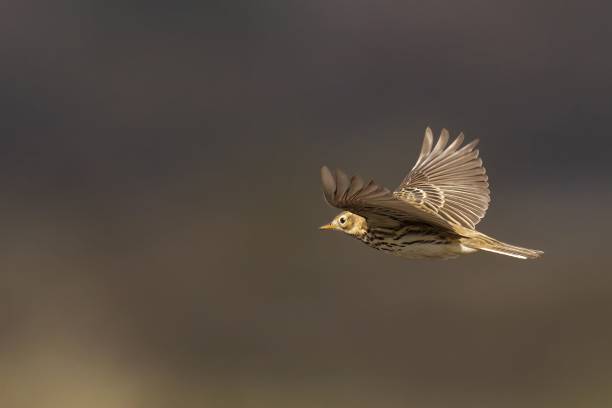 istock Meadow Pipit soaring majestically in the sky, with its wingspan fully extended 1490104298