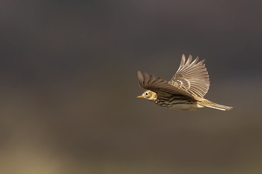 A Meadow Pipit soaring majestically in the sky, with its wingspan fully extended and its feathers glistening in the sunlight