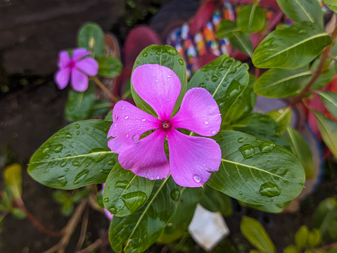 A close up of Catharanthus roseus flower