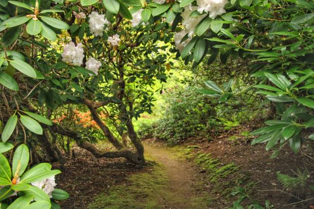istock Bargany Gardens,South Ayrshire, Scotland. 1490104764