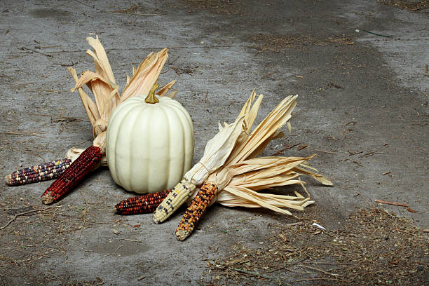 White Pumpkin and Indian corn (maze) on urban background