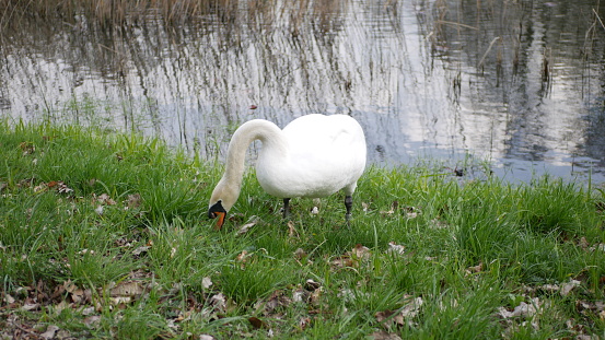 Beautiful swan shot near the reservoir in April