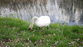 Beautiful swan shot near a pond in spring