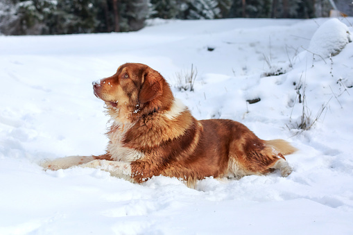 Big gorgeous ginger dog outdoors in winter snow background, lying down