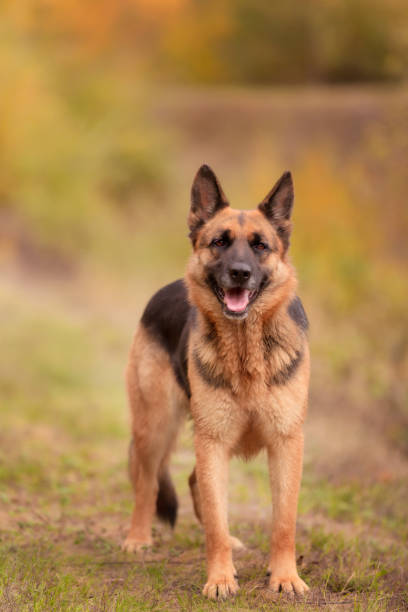 Adorable German shepherd standing in the grass, close-up portrait