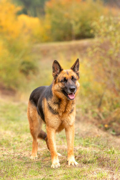 istock Adorable German shepherd standing in the grass 1490107808