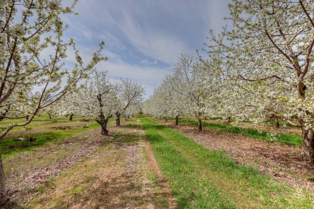 istock Traverse City Michigan Cherry Blossoms 2023 1490108501