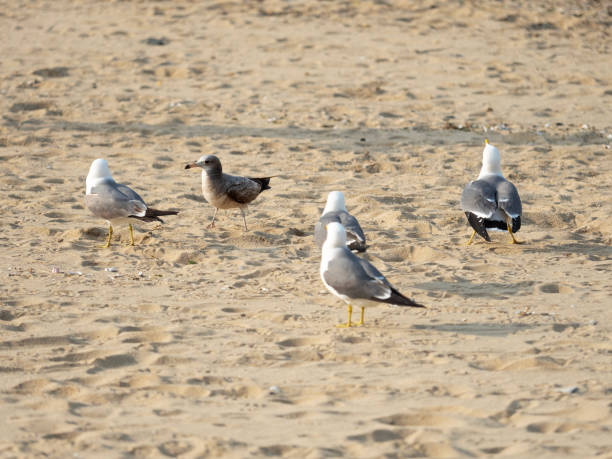 istock lonely seagull on the pier 1490108600