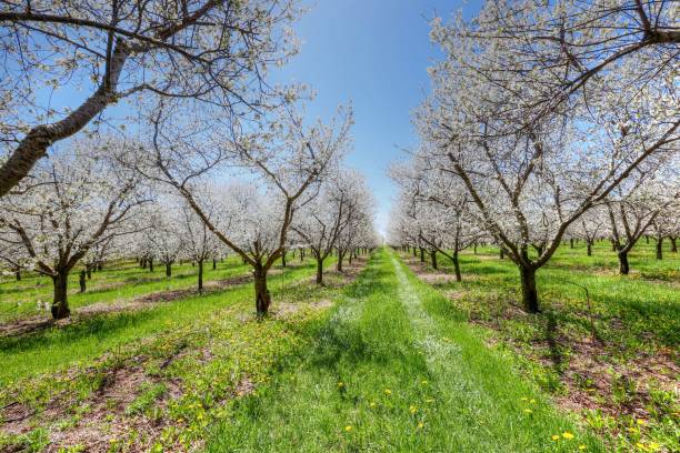 istock Traverse City Michigan Cherry Blossoms 2023 1490108649