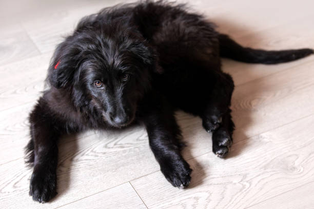 istock Black dog puppy portrait with red collar lying 1490108742