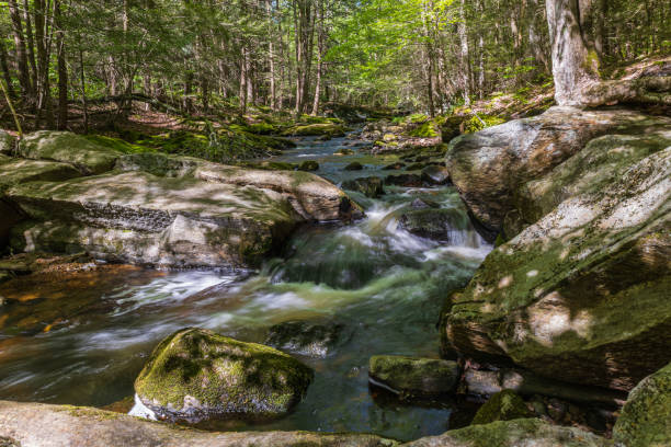 Brook flowing over rocks in a forest stock photo