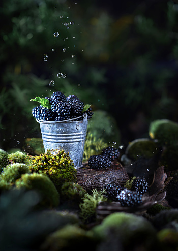 Falling drops on blackberries in a bucket on the background of moss. Still-life. Vertical photo