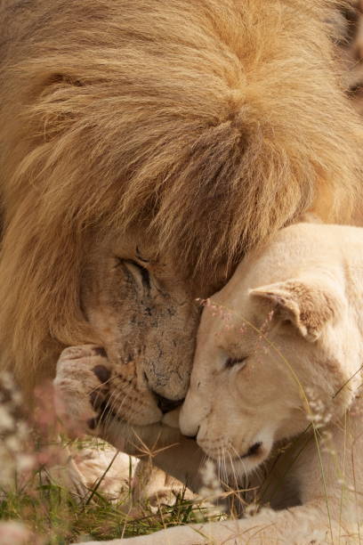 istock Lion and Lioness being cute and playful with each other and caressing, 1490113498