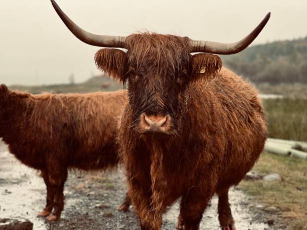 istock Highland cow looking at the camera 1490113538