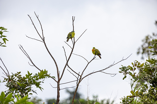 Couple of orange-breasted green pigeons (Treron bicinctus) in a tree without leaves in the North Central Province in Sri Lanka