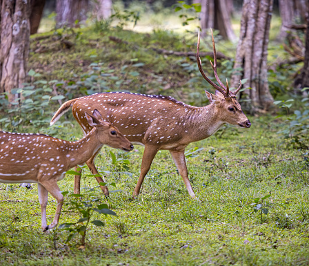 Pair of axis deer also called Ceylon spotted deer in a endemic specie. The pitcture is taken in a forest area in the Wilpattu National Park