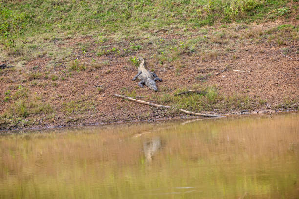 A Mugger or marsh crocodile resting beside a pond or small lake in the Wilpattu National Park