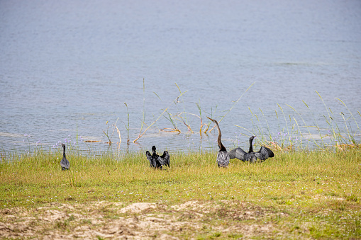 Cormorants are often seen standing with their wings spread out to dry the feathers. The picture is taken in the Wilpattu National Park in Sri Lanka