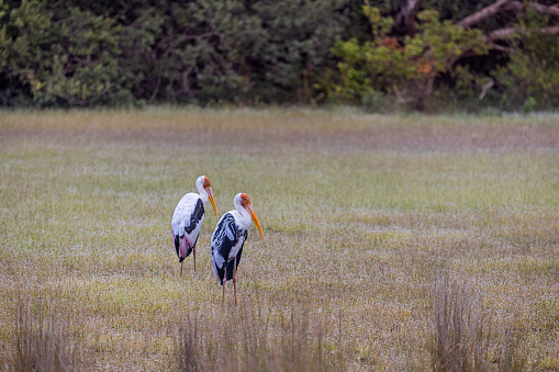 Couple of painted storks in a open marsh area in the Wilpattu National Park in Sri Lanka
