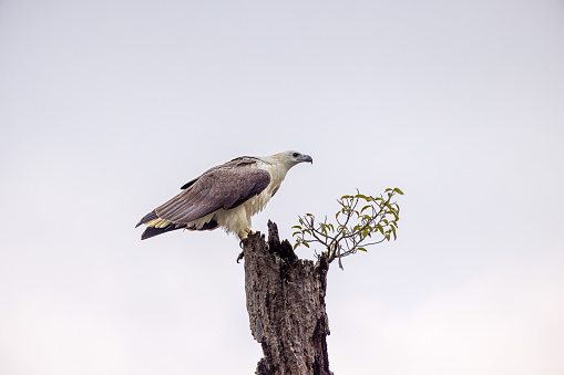 White-bellied fish eagle sitting in the top of a tree in Wilpattu National Park