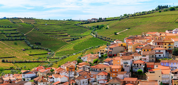 Douro valley, vineyards agriculture, famous site in Portugal, near Porto