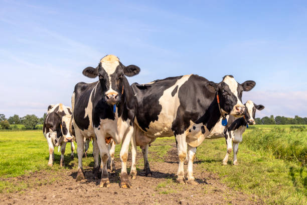 istock Pack cows, a black and white herd, group together in a field, happy and joyful and a blue sky 1490116198