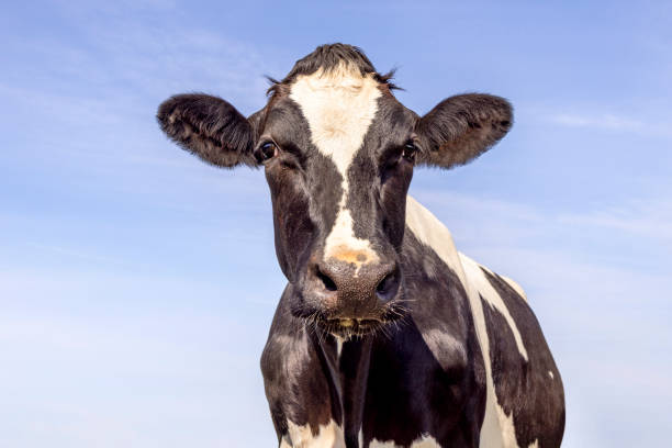 istock Milk cow, black and white looking friendly, Holstein cattle, front view and a blue sky 1490116976
