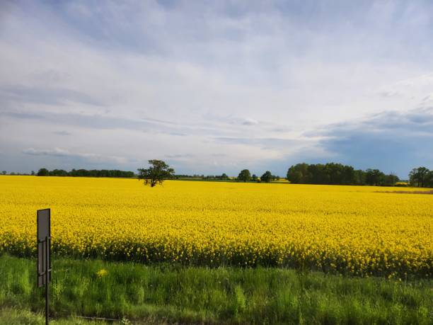 istock View of farmland oilseed rape. 1490117524