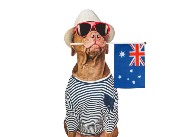 istock Charming brown dog, sun hat and Australian Flag 1490118868