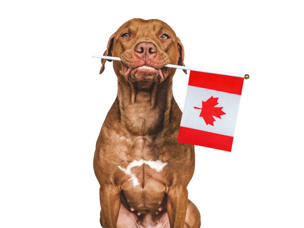 istock Charming, lovable brown puppy and Canadian flag 1490118968
