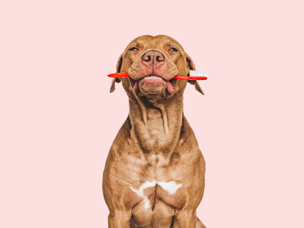 istock Cute puppy holding toothbrush. Closeup. Studio shot 1490119031