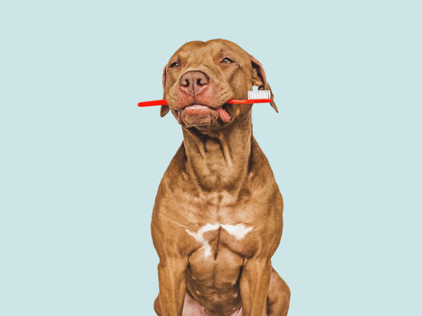 istock Cute puppy holding toothbrush. Closeup. Studio shot 1490119042