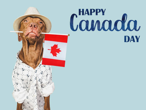 istock Happy Canada Day. Cute puppy and Canadian Flag 1490119146
