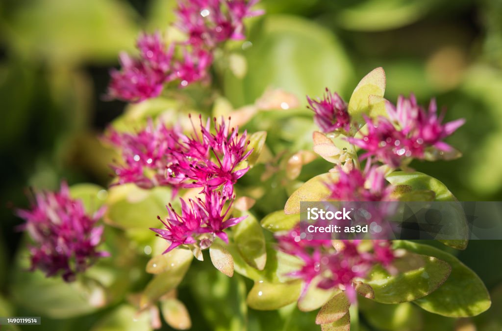 Sedum Pink Flovers High Angle View Blossom Stock Photo