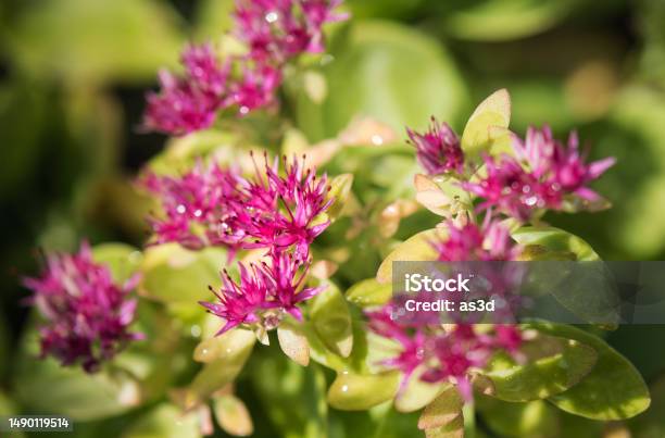 Sedum Pink Flovers High Angle View Stock Photo - Download Image Now - Blossom, Botany, Brightly Lit