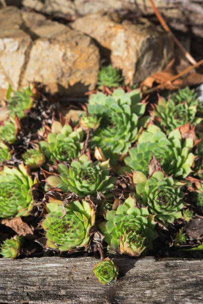 istock Houseleek plant (Sempervivum sp.) in Rock Garden 1490119528