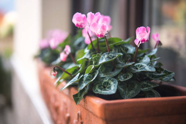 Blooming Cyclamen persicum in a Clay Pot Outdoors stock photo