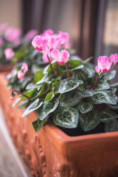 istock Blooming Cyclamen persicum in a Clay Pot Outdoors 1490120074